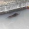 Dal Nord-ovest, Moncrivello, cinghiale finisce in un canale: intervengono i Vigili del Fuoco Dal Nord-ovest, Moncrivello, cinghiale finisce in un canale: intervengono i Vigili del Fuoco