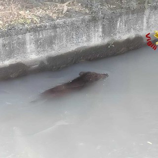Dal Nord-ovest, Moncrivello, cinghiale finisce in un canale: intervengono i Vigili del Fuoco