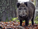 Allarme ungulati in bassa Valsesia