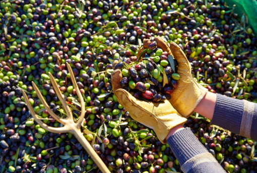 DDL ColtivaItalia un miliardo per l'agricoltura italiana
