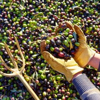 DDL ColtivaItalia un miliardo per l'agricoltura italiana