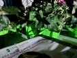 Carpignano Sesia, al Parco Scimbla lo spettacolo “Francesco, giullare di Dio”