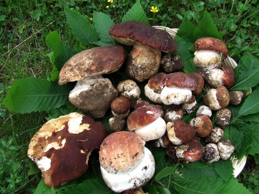 La stagione dei funghi: come raccoglierli in sicurezza e cosa fare in caso di intossicazione