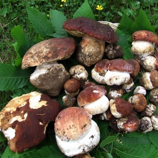 La stagione dei funghi: come raccoglierli in sicurezza e cosa fare in caso di intossicazione