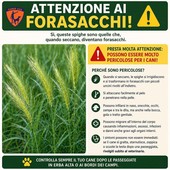 Attenzione ai forasacchi: un pericolo per gli animali domestici