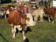 Scopello, ultimo weekend di settembre tra Cena di San Michele e Fiera Agricola Scopello, ultimo weekend di settembre tra Cena di San Michele e Fiera Agricola