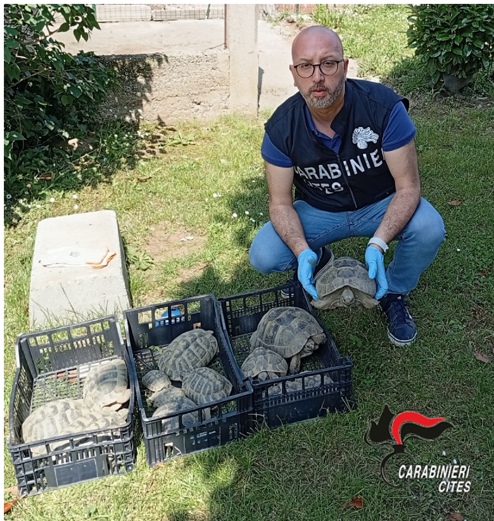Alice Castello: i carabinieri sequestrano tredici tartarughe di specie protetta