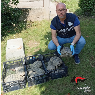Alice Castello: i carabinieri sequestrano tredici tartarughe di specie protetta
