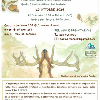Fobello, il 10 ottobre escursione al crepuscolo per ascoltare il bramito del cervo