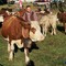Scopello, ultimo weekend di settembre tra Cena di San Michele e Fiera Agricola Scopello, ultimo weekend di settembre tra Cena di San Michele e Fiera Agricola