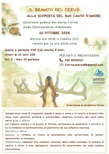 Fobello, il 10 ottobre escursione al crepuscolo per ascoltare il bramito del cervo Fobello, il 10 ottobre escursione al crepuscolo per ascoltare il bramito del cervo