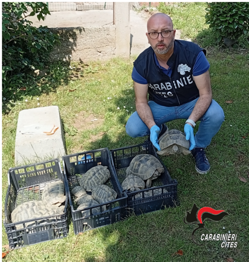 Alice Castello: i carabinieri sequestrano tredici tartarughe di specie protetta