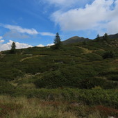 All’Alpe Sorbella un progetto da 193mila euro per tutelare pascoli, torbiere e fagiano di monte All’Alpe Sorbella un progetto da 193mila euro per tutelare pascoli, torbiere e fagiano di monte