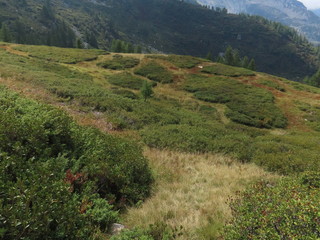 All’Alpe Sorbella un progetto da 193mila euro per tutelare pascoli, torbiere e fagiano di monte All’Alpe Sorbella un progetto da 193mila euro per tutelare pascoli, torbiere e fagiano di monte