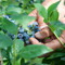 Dalla terra al consumatore: la filiera corta di Joinfruit
