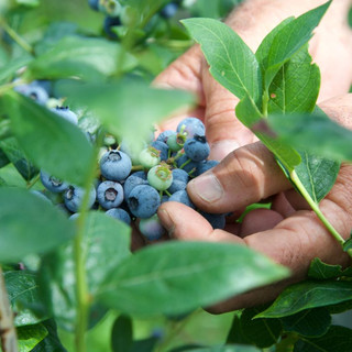 Dalla terra al consumatore: la filiera corta di Joinfruit
