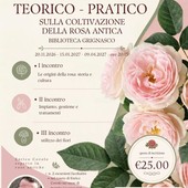 A Grignasco un corso teorico-pratico dedicato alla coltivazione della rosa antica