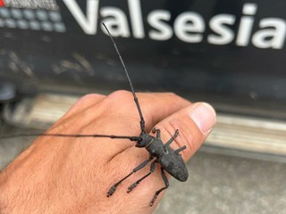 Aree protette della Valsesia, nuovi dati su farfalle e coleotteri: tre specie al centro dei monitoraggi Aree protette della Valsesia, nuovi dati su farfalle e coleotteri: tre specie al centro dei monitoraggi