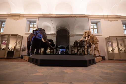 Piemonte, apre gratuitamente il Museo Regionale di Scienze Naturali ad agosto Piemonte, apre gratuitamente il Museo Regionale di Scienze Naturali ad agosto