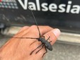 Aree protette della Valsesia, nuovi dati su farfalle e coleotteri: tre specie al centro dei monitoraggi Aree protette della Valsesia, nuovi dati su farfalle e coleotteri: tre specie al centro dei monitoraggi
