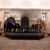 Piemonte, apre gratuitamente il Museo Regionale di Scienze Naturali ad agosto Piemonte, apre gratuitamente il Museo Regionale di Scienze Naturali ad agosto