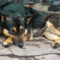Animali da compagnia, fondi ai Comuni per contrastare abbandoni e maltrattamenti Animali da compagnia, fondi ai Comuni per contrastare abbandoni e maltrattamenti