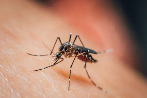 Giornata mondiale della zanzara: il 20 agosto ricorda la scoperta che cambiò la lotta alla malaria Giornata mondiale della zanzara: il 20 agosto ricorda la scoperta che cambiò la lotta alla malaria