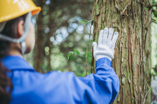 Più risorse per la filiera del legno piemontese: 6,6 milioni di euro per gli investimenti forestali Più risorse per la filiera del legno piemontese: 6,6 milioni di euro per gli investimenti forestali