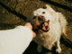 Giornata mondiale del cane, una storia di amicizia lunga millenni