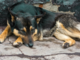 Animali da compagnia, fondi ai Comuni per contrastare abbandoni e maltrattamenti
