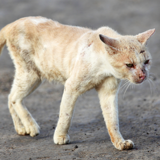 Dal Nord-ovest (PD). Quattordici gatti spariti, quattro indagati: si indaga sull'ipotesi del "Cat torture ring"