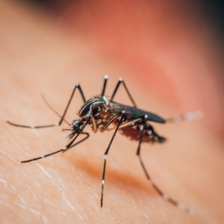 Giornata mondiale della zanzara: il 20 agosto ricorda la scoperta che cambiò la lotta alla malaria