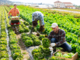 Lavoro agricolo stagionale, Regione Piemonte: fondi ai Comuni per accoglienza e legalità Lavoro agricolo stagionale, Regione Piemonte: fondi ai Comuni per accoglienza e legalità