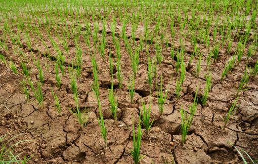 Coldiretti Vercelli-Biella: "Serve un piano immediato e strategico per salvare l’agricoltura" Coldiretti Vercelli-Biella: "Serve un piano immediato e strategico per salvare l’agricoltura"