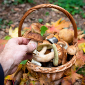 Raccolta funghi, dai boschi alla tavola: regole e controlli per evitare rischi Raccolta funghi, dai boschi alla tavola: regole e controlli per evitare rischi