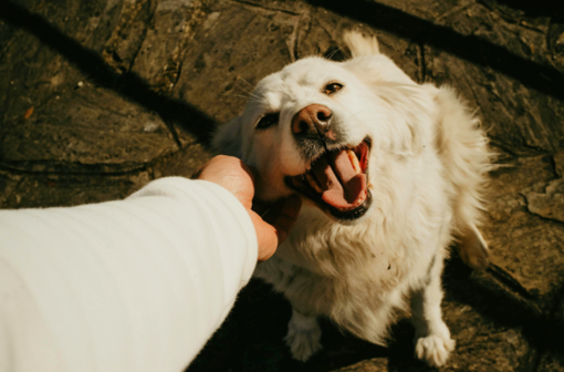 Giornata mondiale del cane, una storia di amicizia lunga millenni