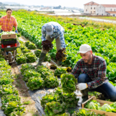 Lavoro agricolo stagionale, Regione Piemonte: fondi ai Comuni per accoglienza e legalità Lavoro agricolo stagionale, Regione Piemonte: fondi ai Comuni per accoglienza e legalità