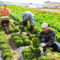 Lavoro agricolo stagionale, Regione Piemonte: fondi ai Comuni per accoglienza e legalità