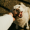 Giornata mondiale del cane, una storia di amicizia lunga millenni