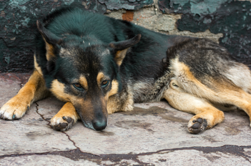 Animali da compagnia, fondi ai Comuni per contrastare abbandoni e maltrattamenti