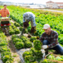 Lavoro agricolo stagionale, Regione Piemonte: fondi ai Comuni per accoglienza e legalità Lavoro agricolo stagionale, Regione Piemonte: fondi ai Comuni per accoglienza e legalità