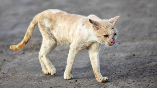 Dal Nord-ovest (PD). Quattordici gatti spariti, quattro indagati: si indaga sull'ipotesi del "Cat torture ring" Dal Nord-ovest (PD). Quattordici gatti spariti, quattro indagati: si indaga sull'ipotesi del "Cat torture ring"