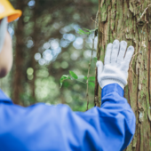 Più risorse per la filiera del legno piemontese: 6,6 milioni di euro per gli investimenti forestali