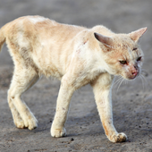 Dal Nord-ovest (PD). Quattordici gatti spariti, quattro indagati: si indaga sull'ipotesi del "Cat torture ring"