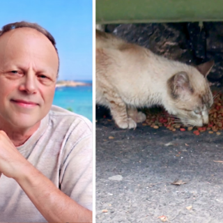 Randagismo felino: prevenire le nascite per ridurre la sofferenza
