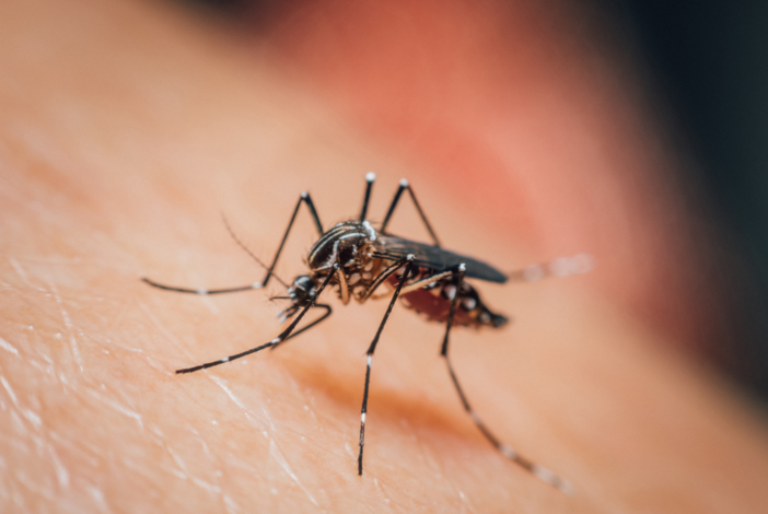 Giornata mondiale della zanzara: il 20 agosto ricorda la scoperta che cambiò la lotta alla malaria Giornata mondiale della zanzara: il 20 agosto ricorda la scoperta che cambiò la lotta alla malaria