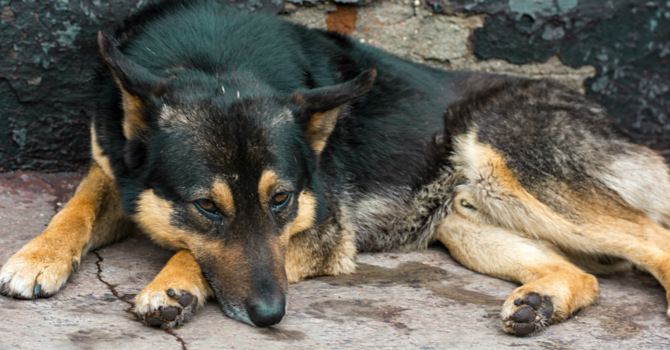 Animali da compagnia, fondi ai Comuni per contrastare abbandoni e maltrattamenti Animali da compagnia, fondi ai Comuni per contrastare abbandoni e maltrattamenti
