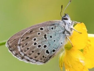Aree protette della Valsesia, nuovi dati su farfalle e coleotteri: tre specie al centro dei monitoraggi Aree protette della Valsesia, nuovi dati su farfalle e coleotteri: tre specie al centro dei monitoraggi