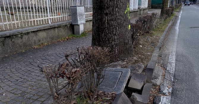 Borgosesia, al via l’abbattimento di circa 15 alberi in viale Rimembranze: “Scelta sofferta, ma prioritaria la sicurezza”