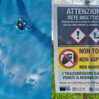 Popillia japonica al via il piano di azione 2025 per contenerne la diffusione